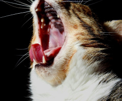 Yawn