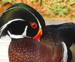 Pato Carolino