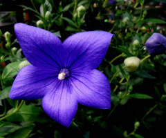 BLÜTE