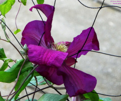 Clematis