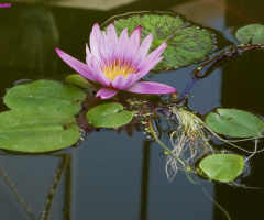 Lotus