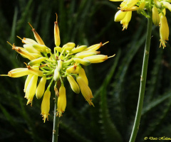 blossoms