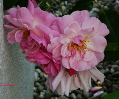 roses