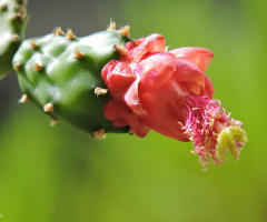 Cactus flowers