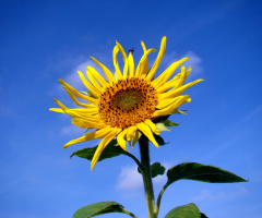 BLÜTE