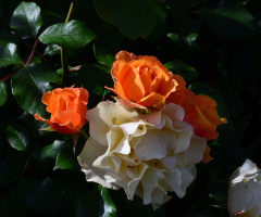 ROSEN