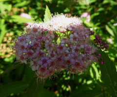 blossoms