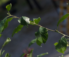 Green Season .....