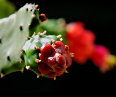 Cactus Flowers