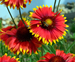 BLÜTEN