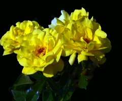 ROSEN