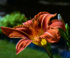 BLÜTE