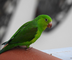 Periquito