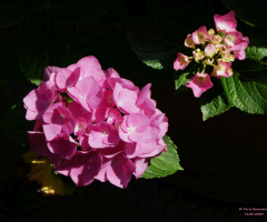 hydrangea