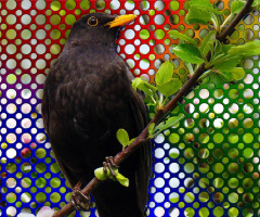 AMSEL