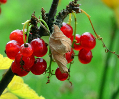BEEREN