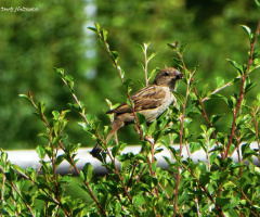 sparrow