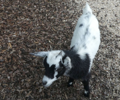 young goat