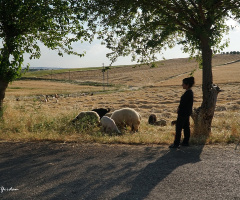 Anadolu'dan...