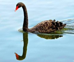 Reflexo