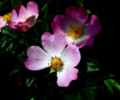 BLÜTEN
