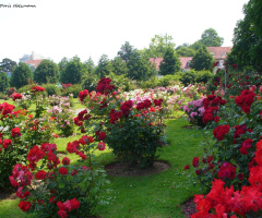 Blooming baroque 