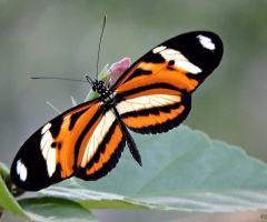 Mechanitis lysimnia