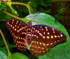SCHMETTERLING 