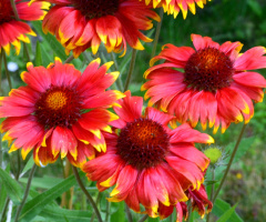 BLÜTEN