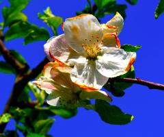 BLÜTEN