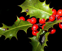 BEEREN