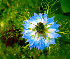 BLÜTE
