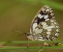 Kelebek