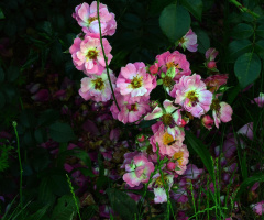 ROSEN