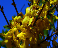 BLÜTEN