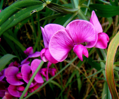 BLÜTEN