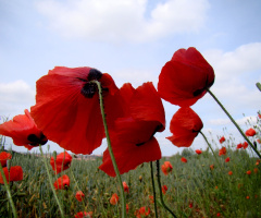MOHNBLUMEN 