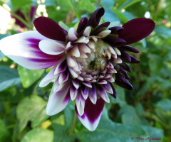 Dahlia