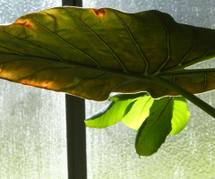 leaf
