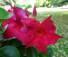 blossoms