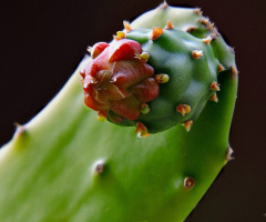 Cactus flower button