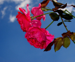 ROSEN