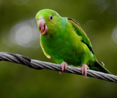 Singing