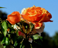 ROSEN