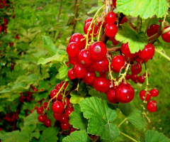 BEEREN