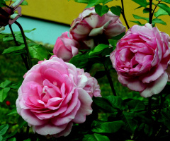 ROSEN
