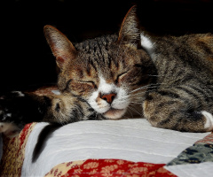 Afternoon nap