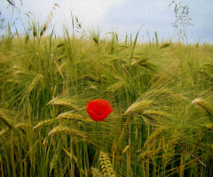 AM FELD