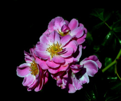 ROSEN