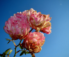 ROSEN